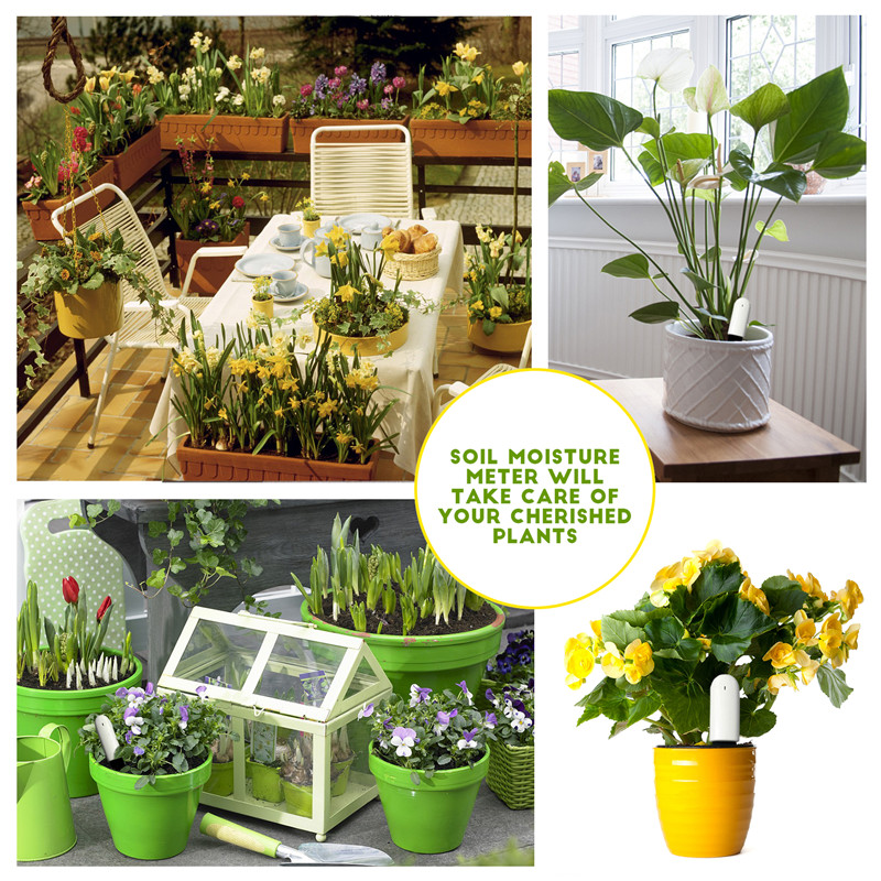 HHCC Flower Care Max Smart Pla - đánh giá và giá Smart Garden Xiaomi