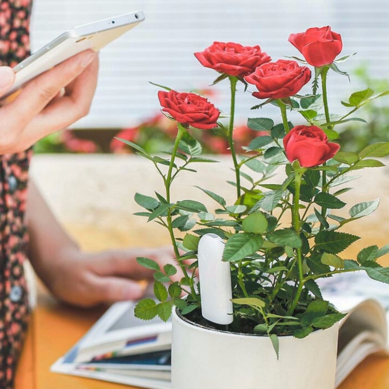 HHCC Flower Monitor Flora Gard - đánh giá và giá Smart Garden Xiaomi