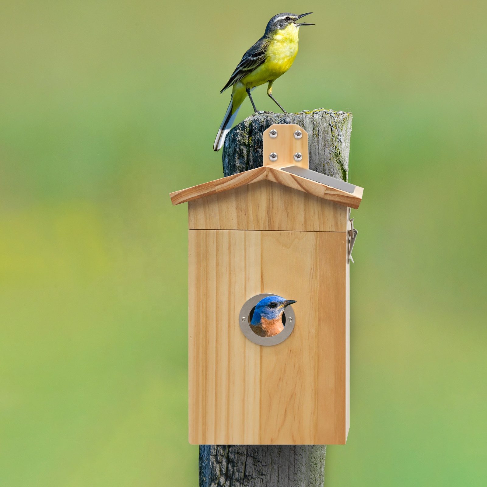 Nanxin Hot Selling Camera Bird - đánh giá và giá Smart Garden Ai